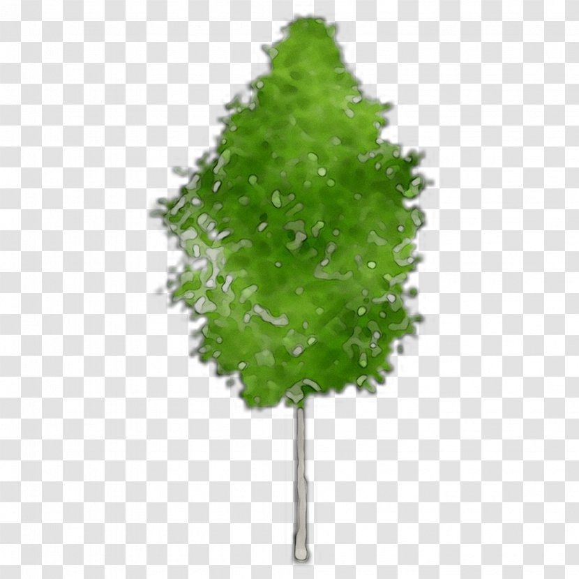 Pine Family Leaf Plant Stem Plants - Tree Transparent PNG