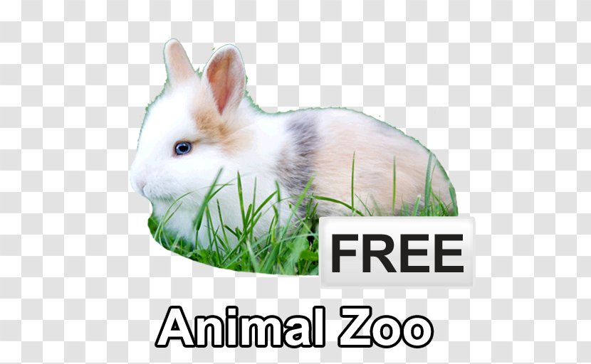 Domestic Rabbit Personal Trainer Physical Fitness Interval Training - Photo Caption - Animal Zoo Transparent PNG