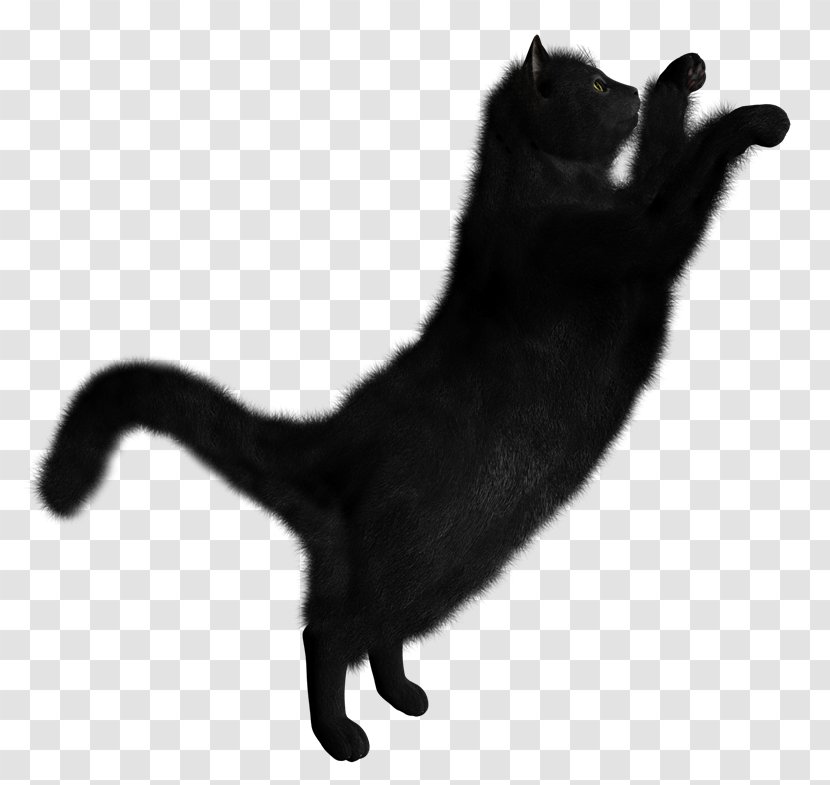 Black Cat Clip Art Transparency - Whiskers - Hc Transparent PNG