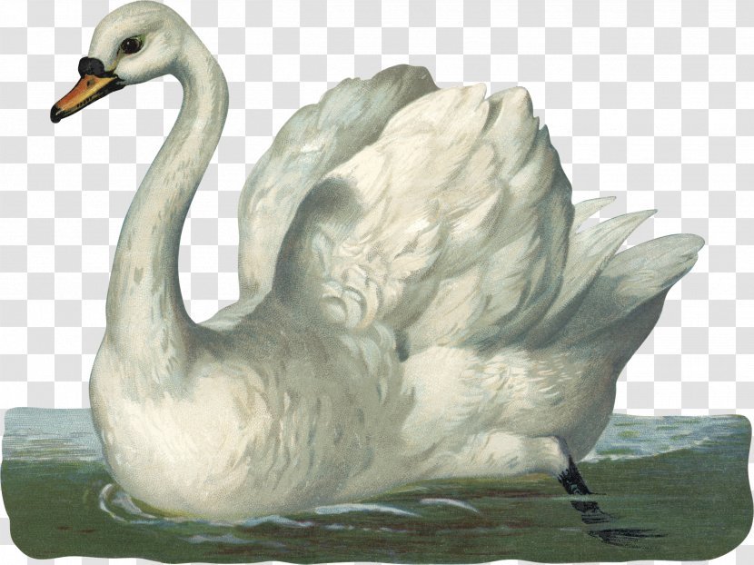 Mute Swan Duck Bird Black Drawing - Figurine Transparent PNG