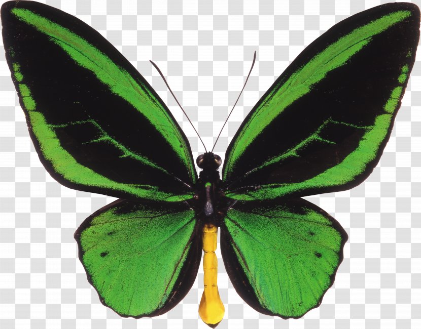 Butterfly Ornithoptera Priamus Trogonoptera Birdwing - Lycaenid - Green Transparent PNG