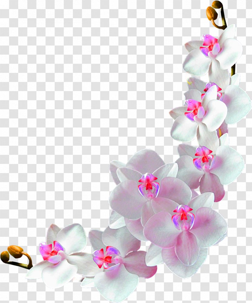 Cherry Blossom Background - Flower - Branch Transparent PNG
