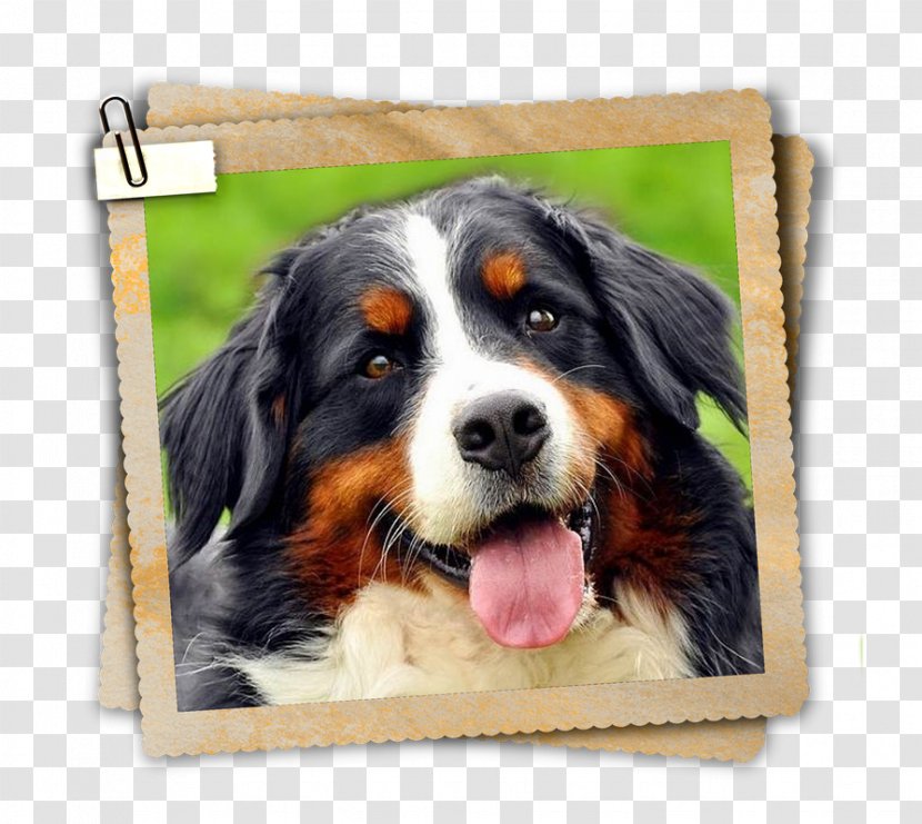Bernese Mountain Dog Breed Greater Swiss Entlebucher Companion - Snout Transparent PNG