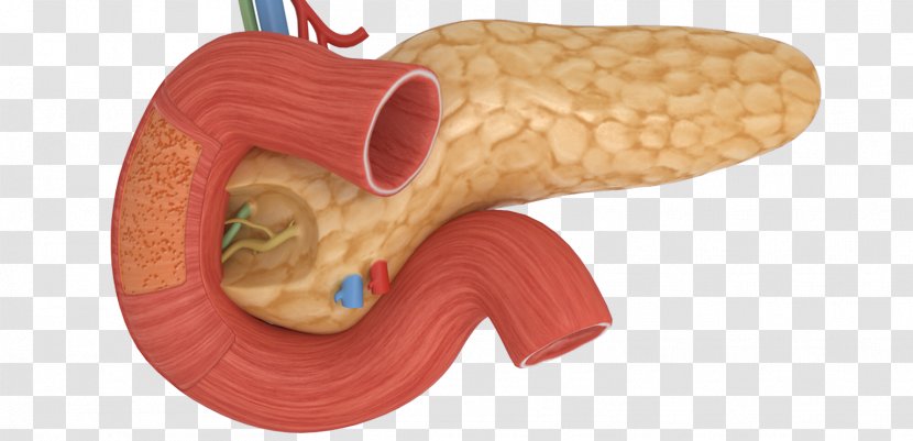 Pancreas Human Body Acute Pancreatitis Gallbladder - Watercolor - Silhouette Transparent PNG