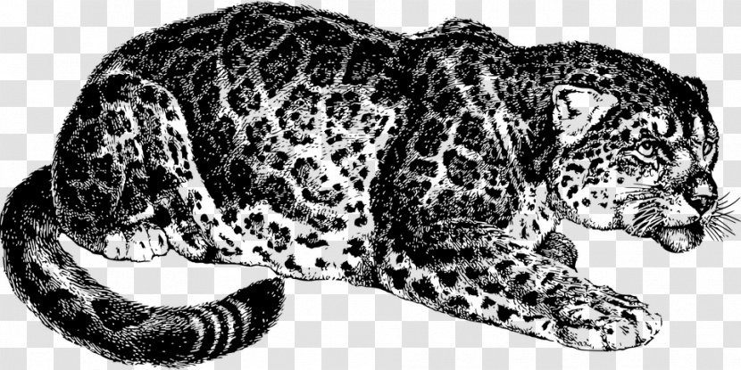 Snow Leopard Jaguar Tiger Felidae - Drawing Transparent PNG