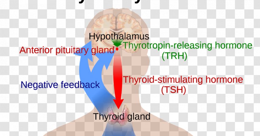 The Thyroid Gland Hormones - Frame Transparent PNG