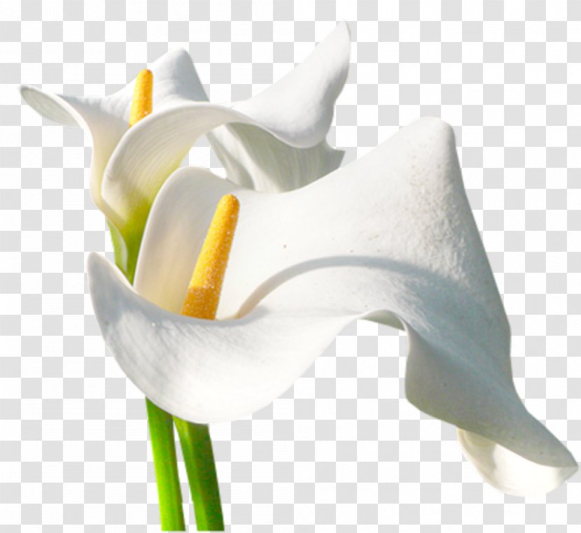 Arum-lily Flower Photography - White Transparent PNG