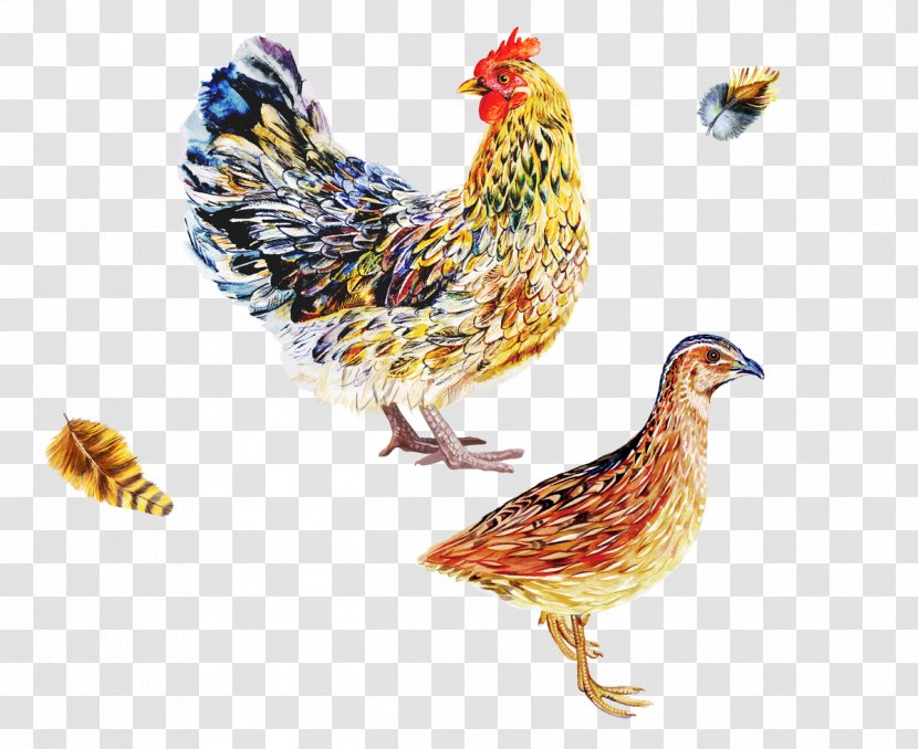 Chicken Bird Poultry Phasianidae Fowl - Rooster - Vis Design Transparent PNG