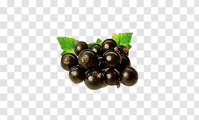 Blackcurrant Gooseberry Fruit - Currant - Black Berries Hand Painting Transparent PNG