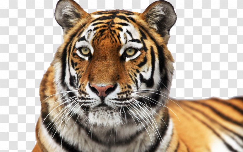 Lion Siberian Tiger Colchester Zoo Leopard Cat - Wildlife Transparent PNG