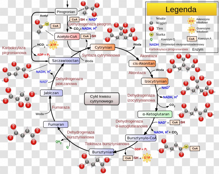 Citric Acid Cycle Electron Transport Chain Cellular Respiration Nicotinamide Adenine Dinucleotide - Metabolism Transparent PNG