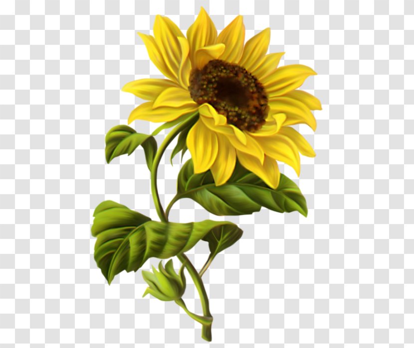 Drawing Common Sunflower Watercolor Painting Sketch - Yellow - Design Transparent PNG