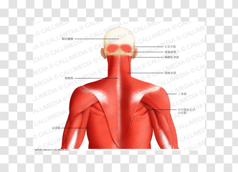 Muscle Posterior Triangle Of The Neck Head And Anatomy Human Body Trapezius - Flower Transparent PNG