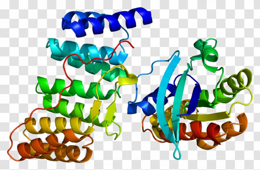 Neutrophil Cytosolic Factor 2 NADPH Oxidase Protein - Phosphorylation Transparent PNG