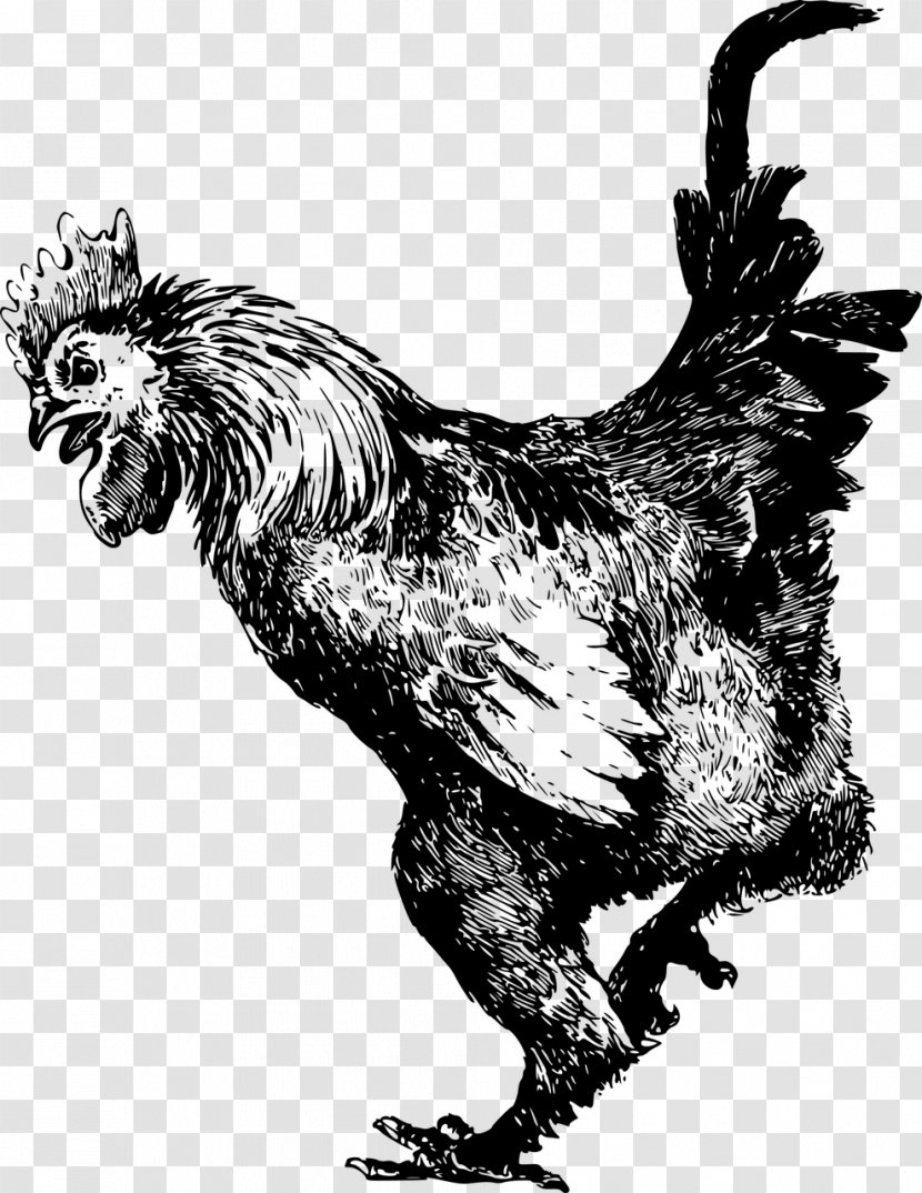 Old English Game Dominique Chicken Cochin Rooster Ayam Cemani - Drawing Transparent PNG