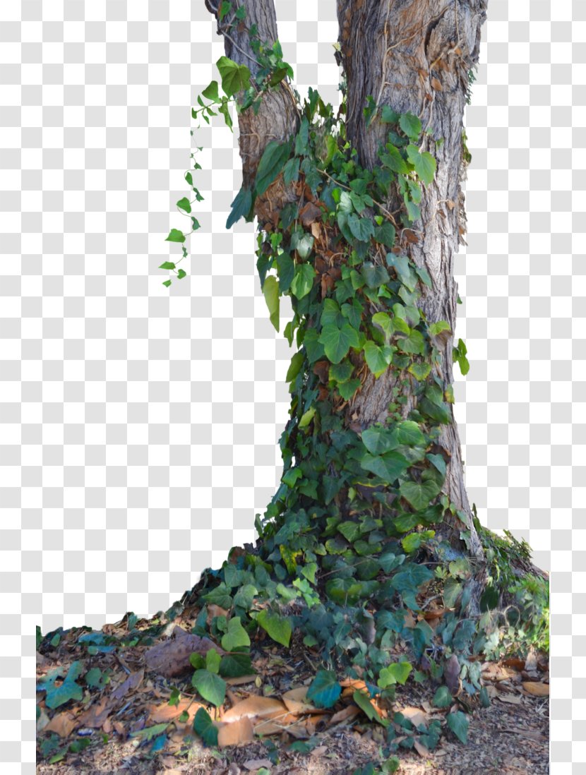 Tree Stock - Ivy Transparent PNG
