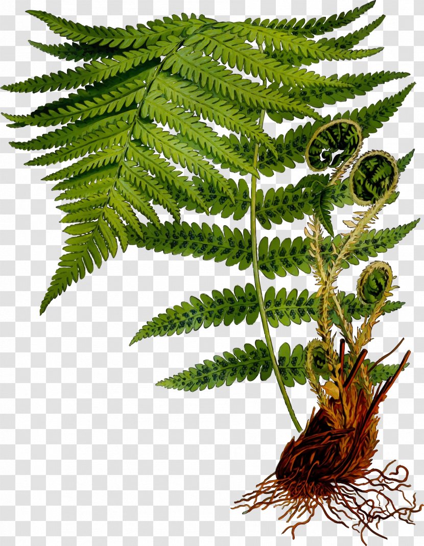 Fern - Wet Ink - Mimosa Tenuiflora Flower Transparent PNG