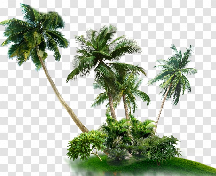 Palm Trees Asian Palmyra Coconut - Computer Software Transparent PNG