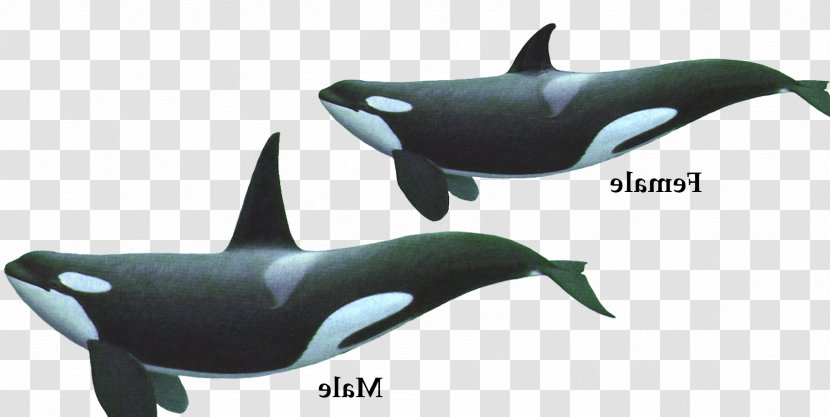Tucuxi White-beaked Dolphin Wholphin Whale - Whales Dolphins And Porpoises - Alligator Transparent PNG