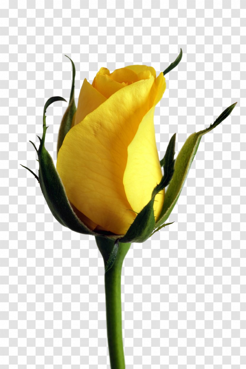 Rose Yellow Flower Color Transparent PNG