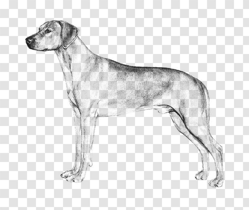 Dog Breed English Foxhound Harrier Great Dane Sloughi Transparent PNG