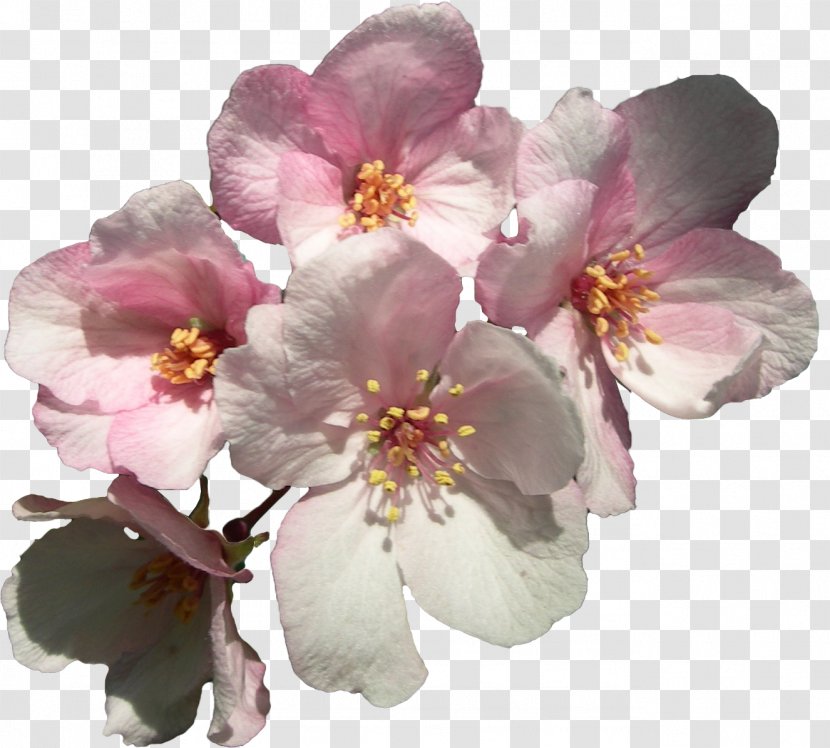 Cerasus Flower Cherry Blossom Sweet Clip Art - Pink - BLOSSOM Transparent PNG