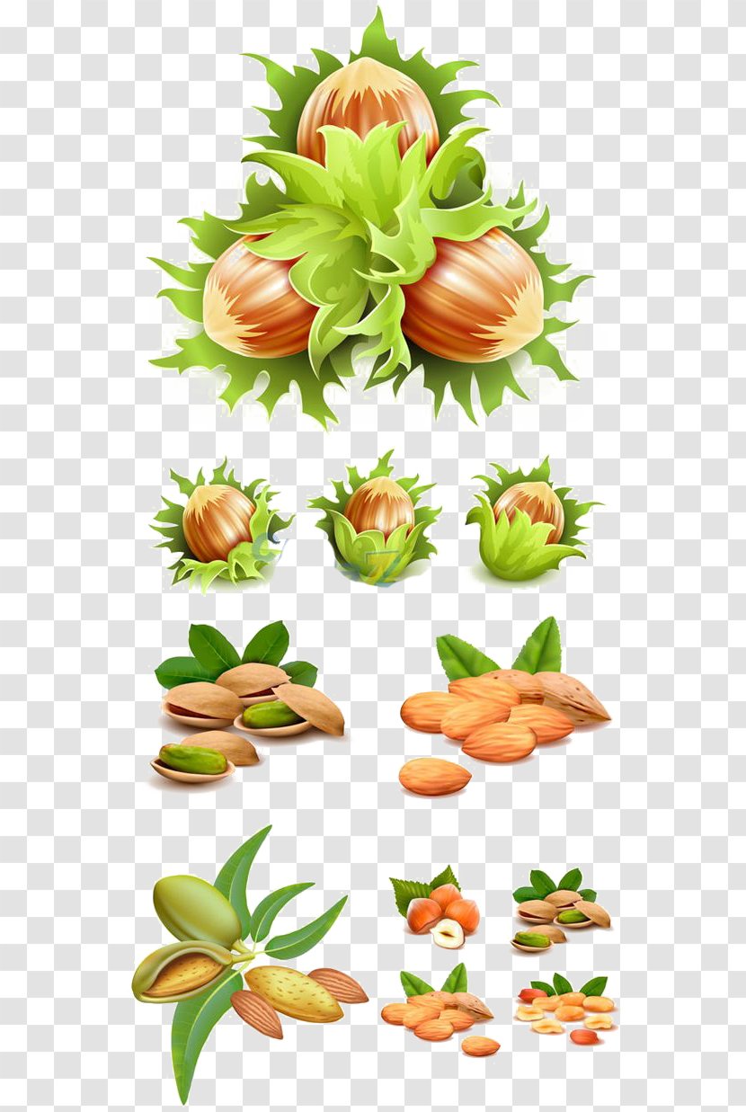 Hazelnut Illustration - Food - Nuts Free Buckle Elements Transparent PNG