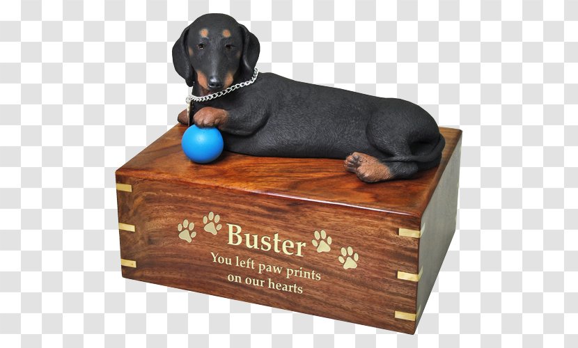 Dog Breed Dachshund Puppy Coffin Pet Transparent PNG