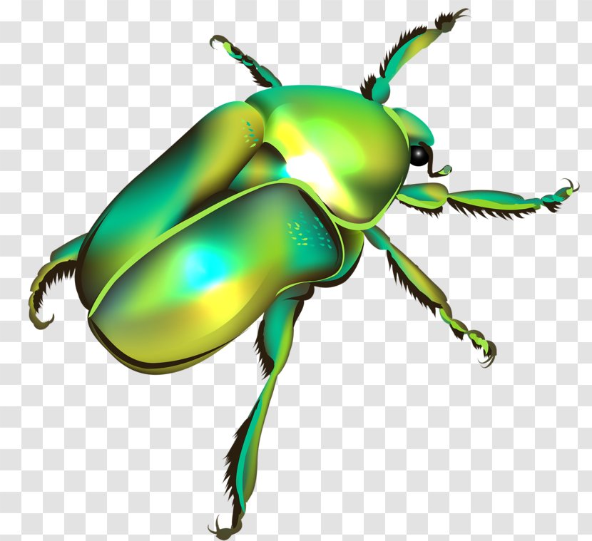 Beetle Euclidean Vector Illustration - Arthropod - Cartoon Transparent PNG