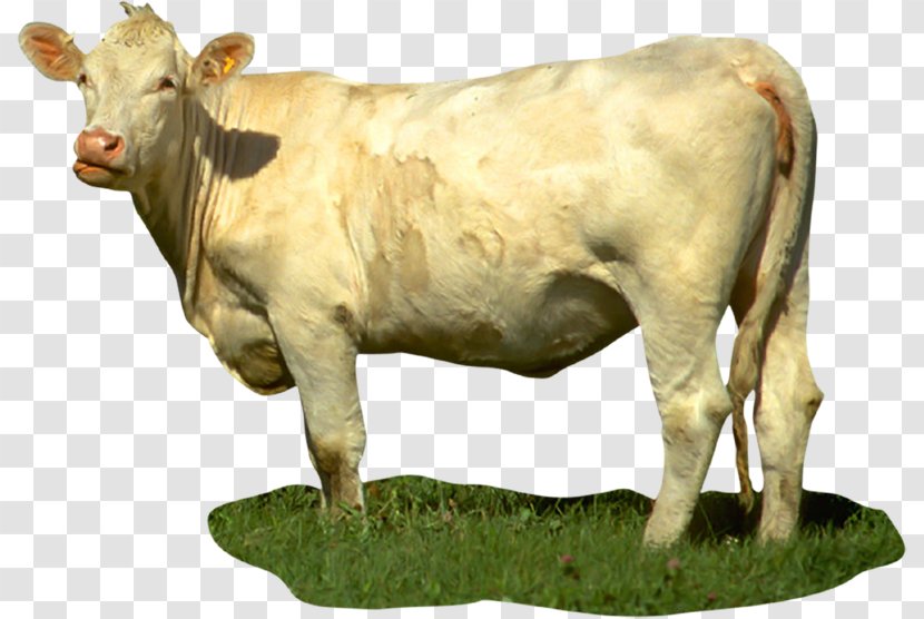 Calf Dairy Cattle Taurine Cow Bull Transparent PNG