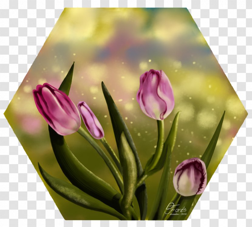 Tulip Floral Design Cut Flowers Petal Transparent PNG