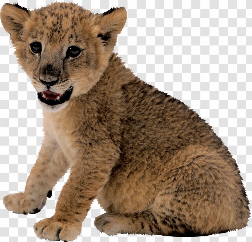 Asiatic Lion - Organism - Small Image Transparent PNG
