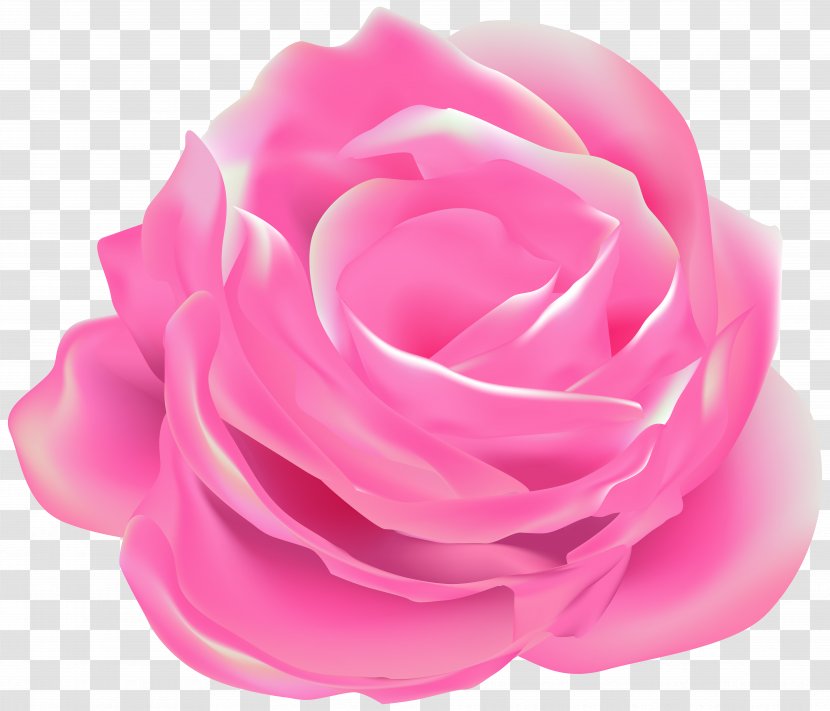 Garden Roses Cabbage Rose Floribunda - Pink - M Transparent PNG