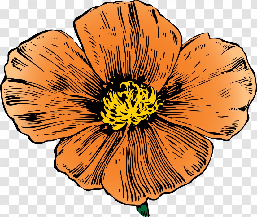 California Poppy Flower Clip Art - Common - Hibiscus Transparent PNG