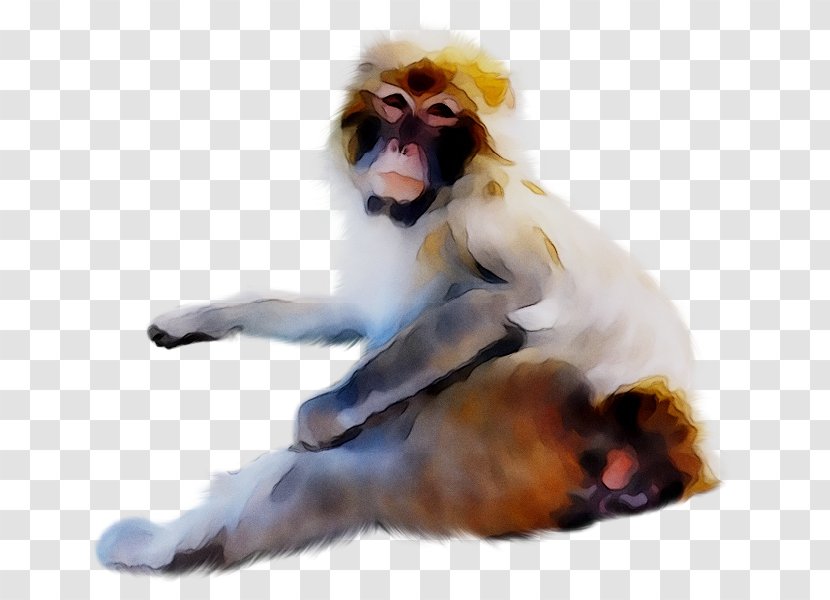 Old World Monkeys Baboons Clip Art - Canidae Transparent PNG