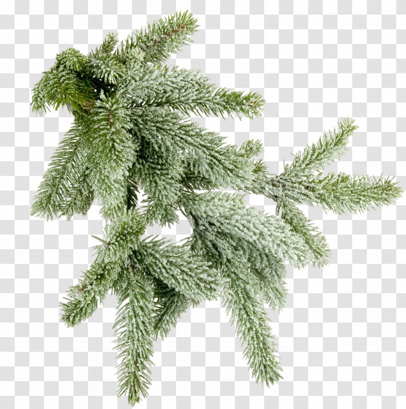 Christmas Ornament Spruce Tree Clip Art - Gazania Transparent PNG