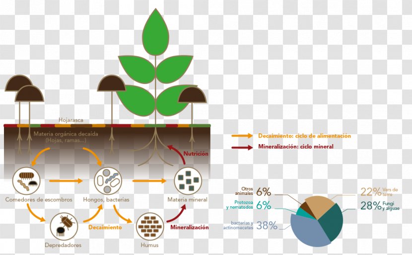 Nutrient Cycle Soil Fertility Organic Matter - Diagram - Humus Transparent PNG