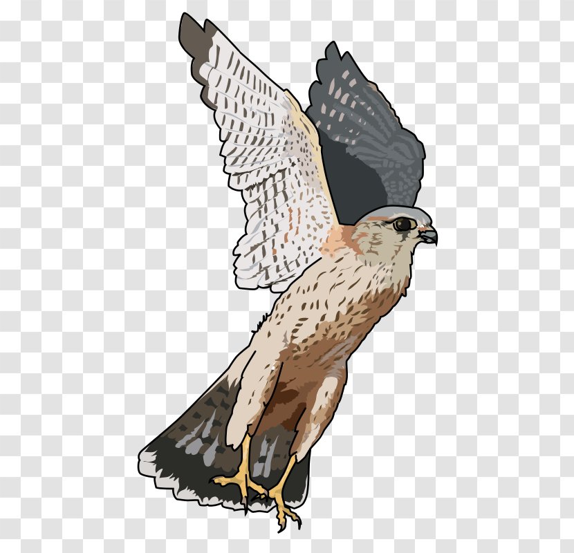 Bird Merlin Clip Art Openclipart Falcon - Of Prey Transparent PNG