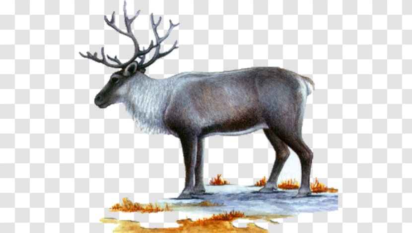 Reindeer Elk Musk Deers Antler - Winter Transparent PNG