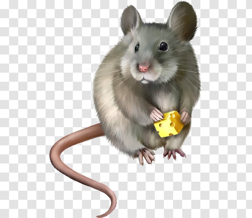 Computer Mouse Rat Clip Art - Mammal Transparent PNG