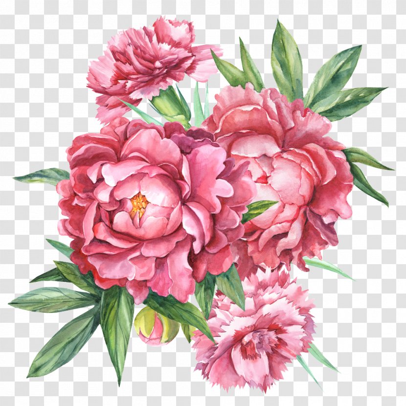 Floral Design Carnation Botanical Illustration Flower Bouquet Botany Transparent PNG