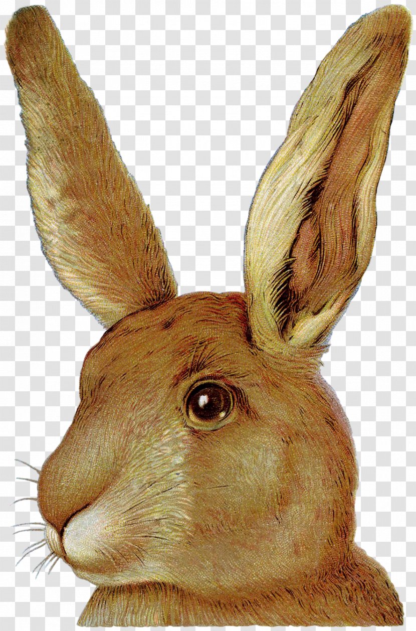 Easter Bunny European Rabbit Domestic - Pet - Peep Outline Hare Transparent PNG