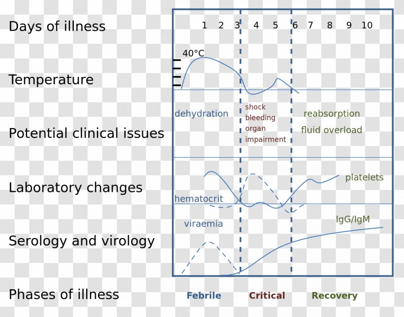 Dengue Virus Tropical Disease Symptom - Skin Rash - Mosquito Transparent PNG