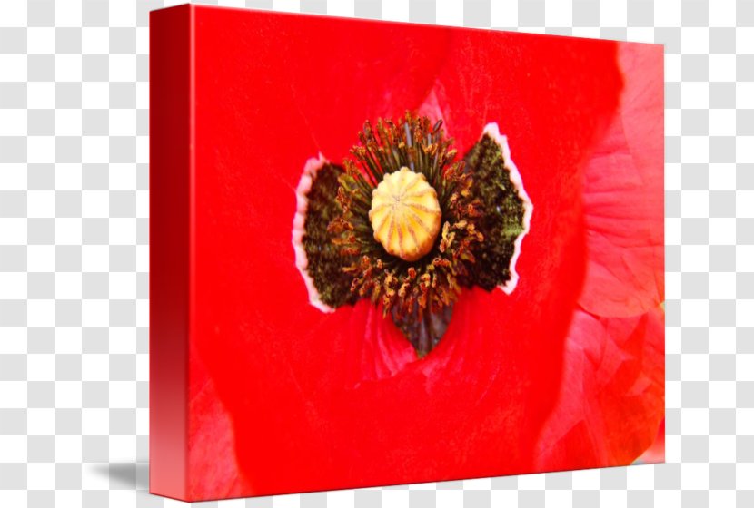 Christmas Ornament - Poppy Family - Flower Posters Transparent PNG