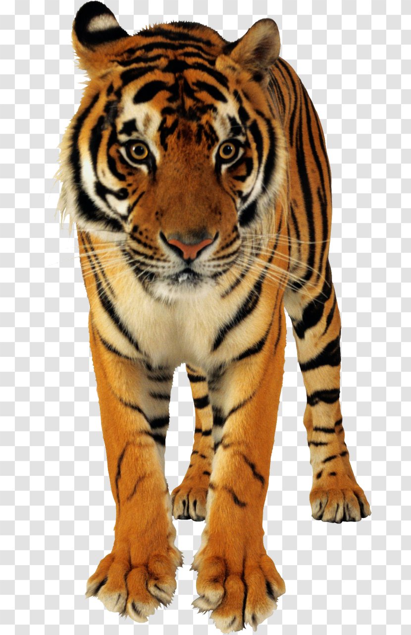 Bengal Tiger Cat Lion Golden - Woods Transparent PNG