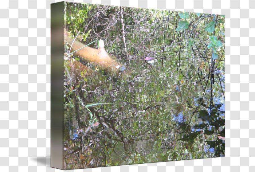 Fauna Ecosystem Wildlife - Plant - Ashley Pond Transparent PNG