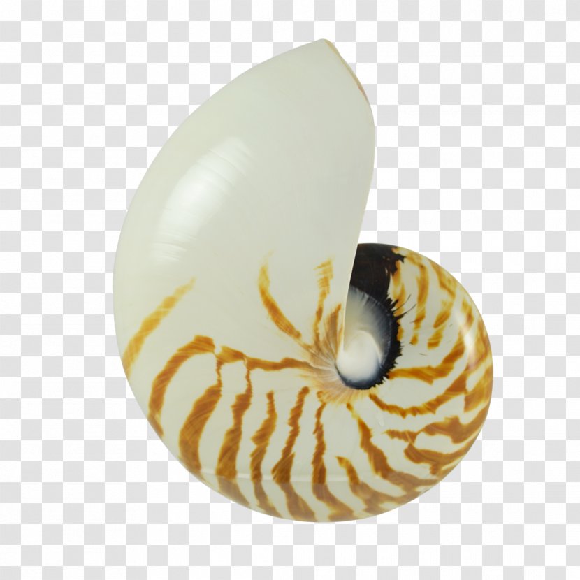 Nautilidae Pecten Earring Seashell Molluscs - Beach Transparent PNG