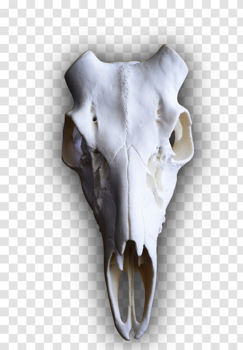 White-tailed Deer Elk Skull Mounts - Rack Transparent PNG