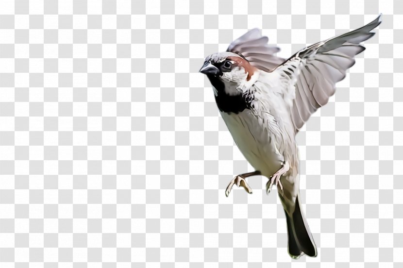 Bird Beak Wing Perching Finch - Sparrow Songbird Transparent PNG