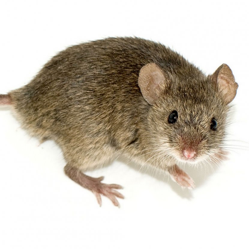 Fancy Mouse Rat Rodent Human Genome Project - Fur Transparent PNG